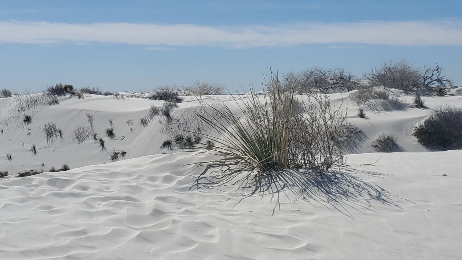 White Sands Playa and Dune Life Trails 